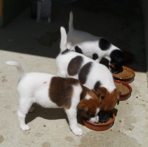 chiots fox terrier chiots fox terrier