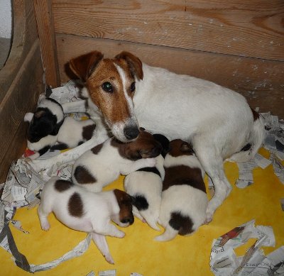 fox terrier fox terrier