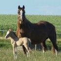haras de muralis Haras de Muralis