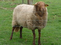 mouton solognot et ouessant