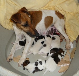 portée Fox Terrier portée Fox Terrier