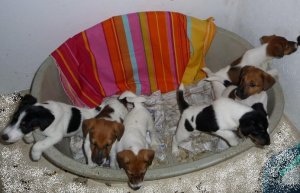chiots fox terrier chiots fox terrier