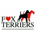 Fox terriers, club de france gite rural de france