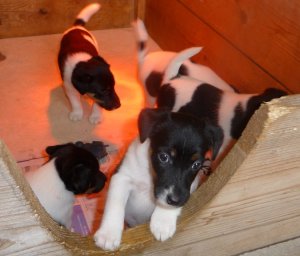 portée chiots fox terrier