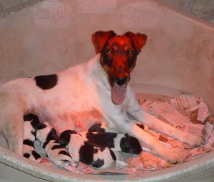 naissancefox terrier
