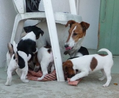 fox terrier a poil lisse fox terrier a poil lisse