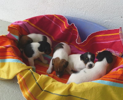 chiots fox terrier a poil lisse chiots fox terrier a poil lisse