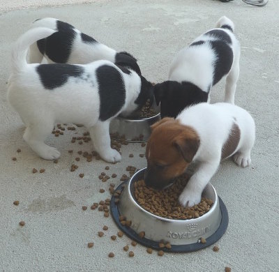 alimentation de fox terrier à poil lisse alimentation de fox terrier à poil lisse
