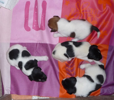 éleveur fox terrier naissance fox terrier à poil lisse