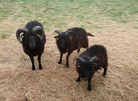 Mouton nain d'Ouessant Mouton-ouessant-noir